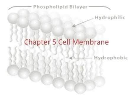 Chapter 5 Cell Membrane. Plasma Membrane --the fluid mosaic model (S.J Singer) -- semi-permeable --fluid portion is a double layer of phospholipids, called.