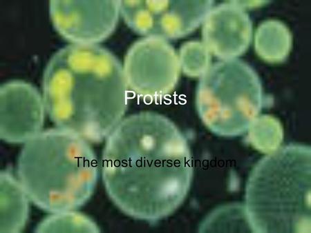 Protists The most diverse kingdom. Basic Characteristics all live in moist environments. are unicellular or multi-cellular.