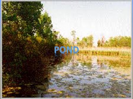 We are learning about the pond. Ponds usually have four seasons. Sometimes they are hot or cold. Ponds are small bodies of fresh water.