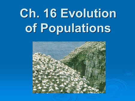 Ch. 16 Evolution of Populations