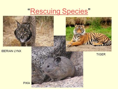 “Rescuing Species”Rescuing Species IBERIAN LYNX PIKA TIGER.