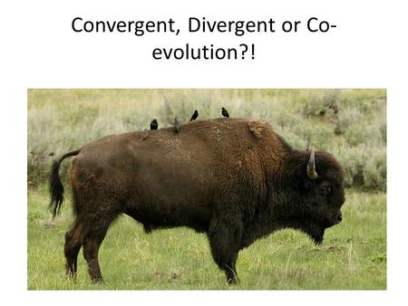 Convergent, Divergent or Co- evolution?!.