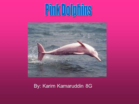 By: Karim Kamaruddin 8G. Pink Dolphins can also be called the Chinese white dolphin because at different stages of life these dolphins change colour.