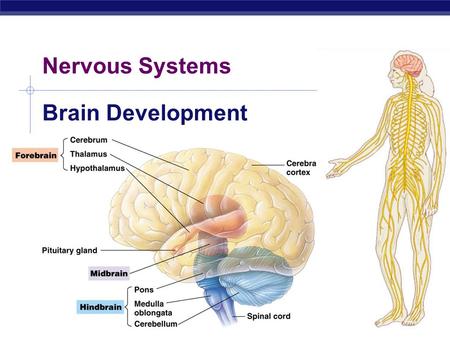 AP Biology 2007-2008 Nervous Systems Brain Development.