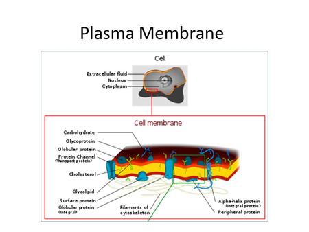 Plasma Membrane. Plasma Membrane (AKA Cell Membrane) What is the plasma membrane? What does it do? What is its composition?