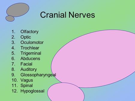 Cranial Nerves Olfactory Optic Oculomotor Trochlear Trigeminal