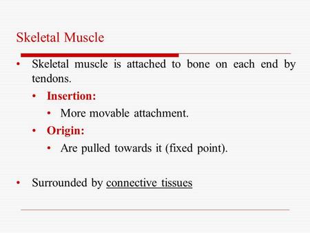 Skeletal Muscle Skeletal muscle is attached to bone on each end by tendons. Insertion: More movable attachment. Origin: Are pulled towards it (fixed point).