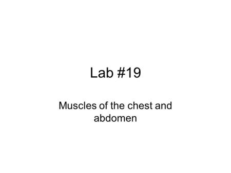 Muscles of the chest and abdomen