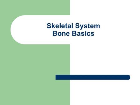 Skeletal System Bone Basics. Basics Components Functions – Support – Storage – Blood cell production – Protection – Leverage.