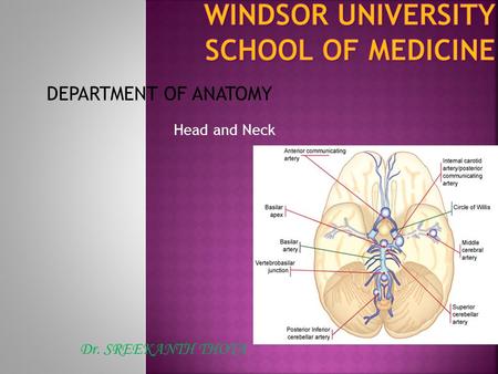 Head and Neck Dr. SREEKANTH THOTA DEPARTMENT OF ANATOMY.