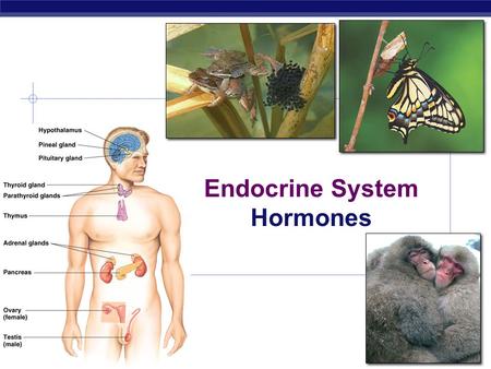 AP Biology 2007-2008 Endocrine System Hormones. AP Biology  Why are hormones needed?  chemical messages from one body part to another  communication.