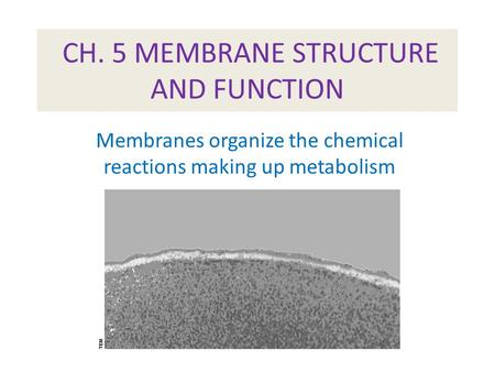 CH. 5 MEMBRANE STRUCTURE AND FUNCTION