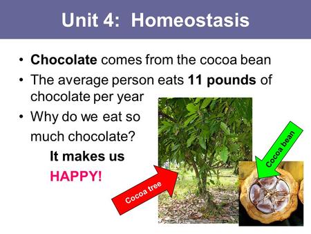 Unit 4: Homeostasis Chocolate comes from the cocoa bean
