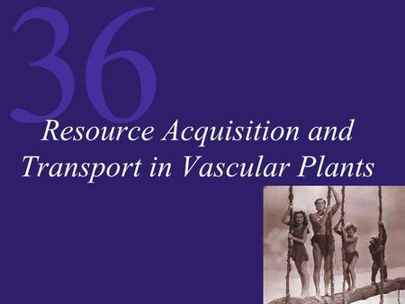 36 Resource Acquisition and Transport in Vascular Plants.