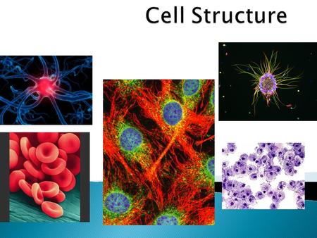 2 3  Cell : a cell is a basic unit of structure and function of life. In other words, cells make up living things and carry out activities that keep.