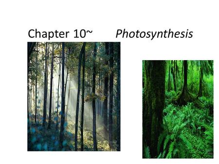 Chapter 10~Photosynthesis The chloroplast Photosynthesis Light reactions – light-dependent reactions – energy conversion reactions convert solar energy.