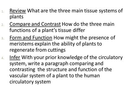 Review What are the three main tissue systems of  plants
