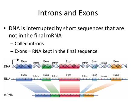 Introns and Exons DNA is interrupted by short sequences that are not in the final mRNA Called introns Exons = RNA kept in the final sequence.
