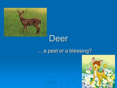 Deer ….a pest or a blessing?. General Facts about Deer  Deer are members of the order Artiodactyls.  Deer can be found all around the world; except.
