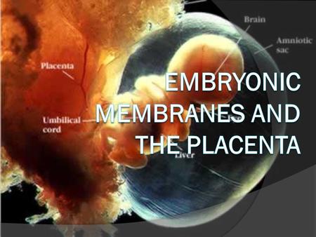 Embryonic Membranes and the Placenta
