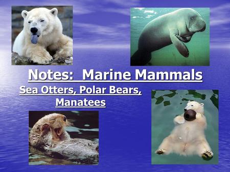 Notes: Marine Mammals Sea Otters, Polar Bears, Manatees.