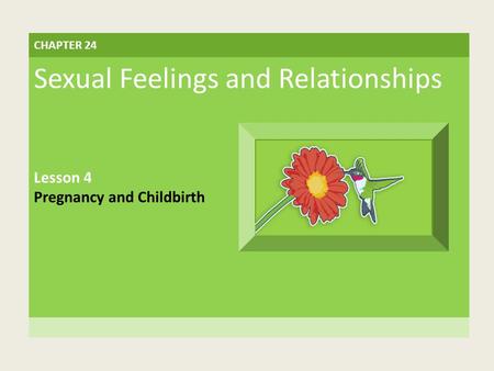 CHAPTER 24 Sexual Feelings and Relationships Lesson 4 Pregnancy and Childbirth.