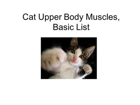 Cat Upper Body Muscles, Basic List