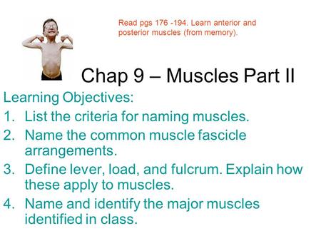 Chap 9 – Muscles Part II Learning Objectives: 1.List the criteria for naming muscles. 2.Name the common muscle fascicle arrangements. 3.Define lever, load,