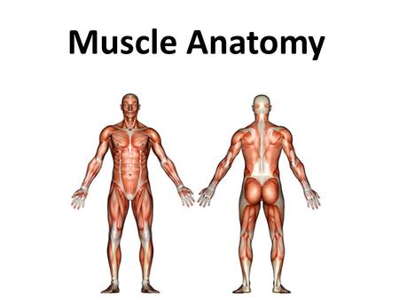 Muscle Anatomy.