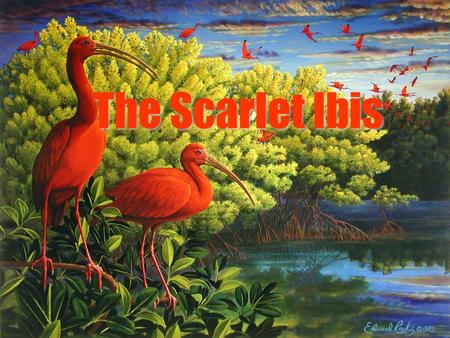 The Scarlet Ibis.