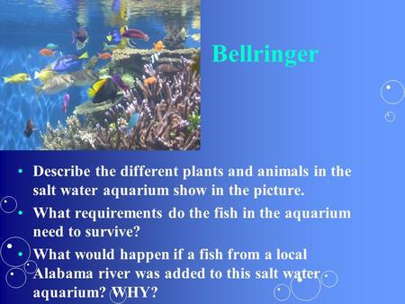 Bellringer Describe the different plants and animals in the salt water aquarium show in the picture. What requirements do the fish in the aquarium need.