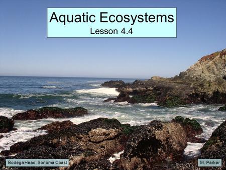 Aquatic Ecosystems Lesson 4.4 Bodega Head, Sonoma Coast M. Parker.