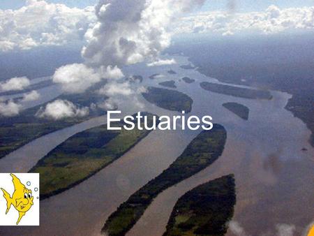 Estuaries. What is an estuary, you may ask? An estuary is the area where a river and an ocean meet. In an estuary the water is a mixture of salt water,
