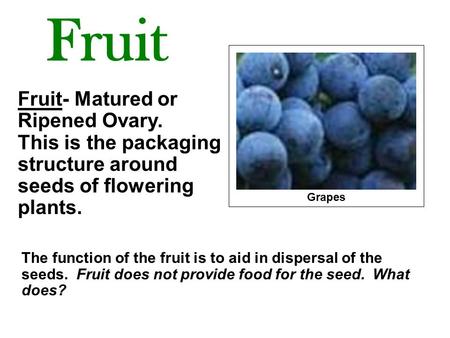 Fruit Fruit- Matured or Ripened Ovary. This is the packaging structure around seeds of flowering plants. Grapes The function of the fruit.