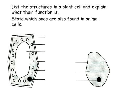 List the structures in a plant cell and explain what their function is. State which ones are also found in animal cells.