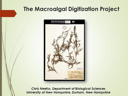 The Macroalgal Digitization Project Chris Neefus, Department of Biological Sciences University of New Hampshire, Durham, New Hampshire.