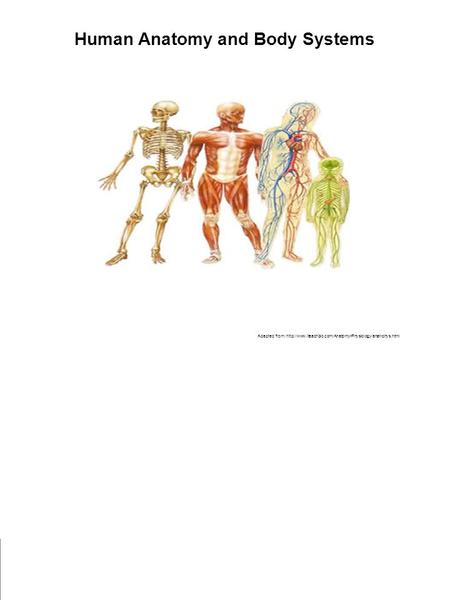 Human Anatomy and Body Systems Adapted from: