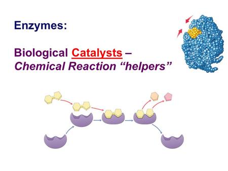 Enzymes: Biological Catalysts – Chemical Reaction “helpers”