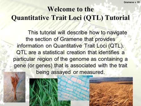 1 Welcome to the Quantitative Trait Loci (QTL) Tutorial This tutorial will describe how to navigate the section of Gramene that provides information on.