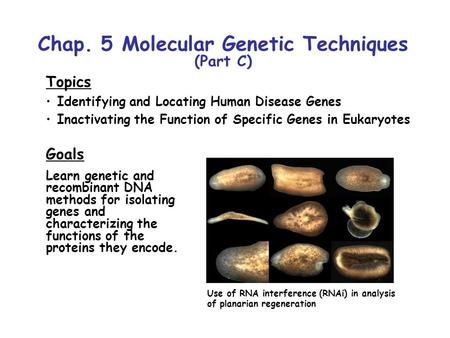 Chap. 5 Molecular Genetic Techniques (Part C) Topics Identifying and Locating Human Disease Genes Inactivating the Function of Specific Genes in Eukaryotes.