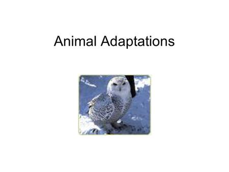 Animal Adaptations. Body Parts Beaks Finches have different kinds of beaks depending on what they eat. A house finch eats fruit – it has a short, stubby.