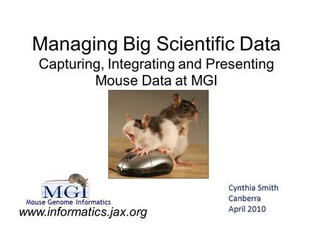 Managing Big Scientific Data Capturing, Integrating and Presenting Mouse Data at MGI Cynthia Smith Canberra April 2010 www.informatics.jax.org Mouse Genome.
