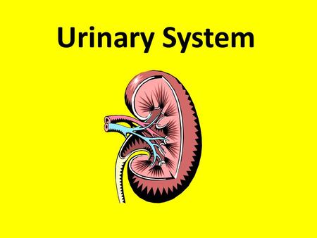 Urinary System. Question of the Day Is it safe to drink your own urine?????