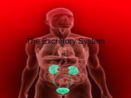 The Excretory System 9.5 Image from: http://www.buzzle.com/articles/urinary-system-facts.html.