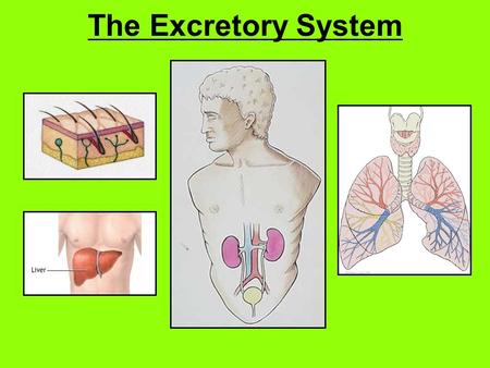 The Excretory System.