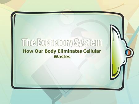 How Our Body Eliminates Cellular Wastes. Excretion When proteins are broken down into amino acids, during digestion, they travel to the liver to be stored.