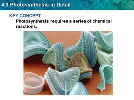 KEY CONCEPT  Photosynthesis requires a series of chemical reactions.