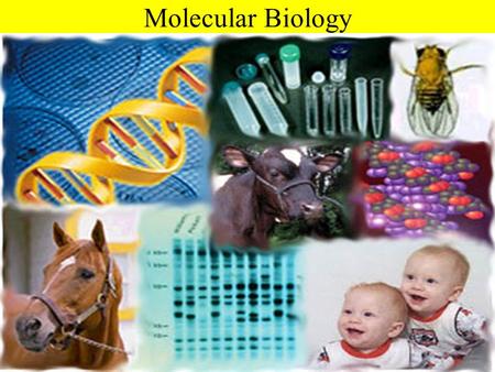 Molecular Biology. What is molecular biology? -Molecular biology is the study of biology at a molecular level. -The field overlaps with other areas of.