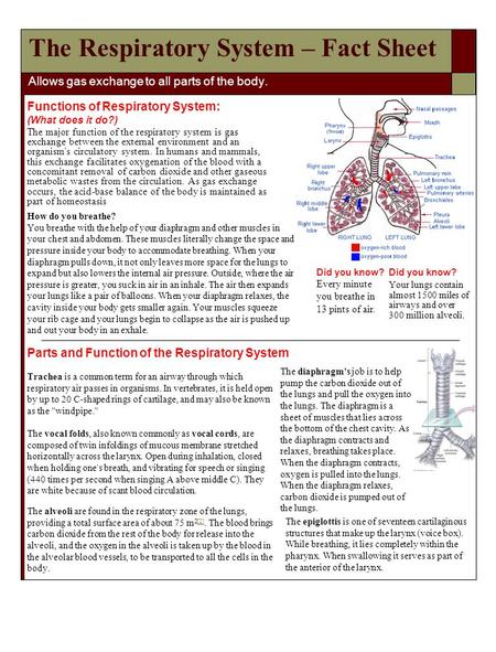The Respiratory System – Fact Sheet Allows gas exchange to all parts of the body. Functions of Respiratory System: (What does it do?) The major function.