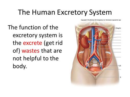 presentation excretory system ppt